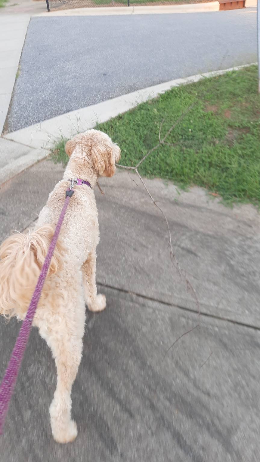 Happy pup in Statesville boarding